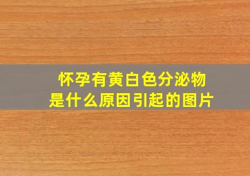 怀孕有黄白色分泌物是什么原因引起的图片