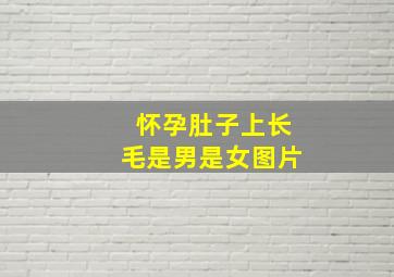 怀孕肚子上长毛是男是女图片