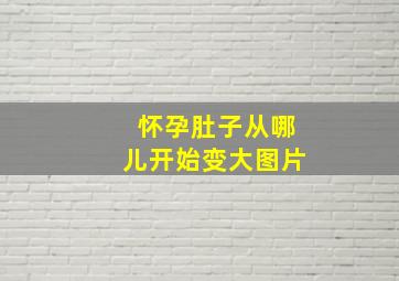 怀孕肚子从哪儿开始变大图片