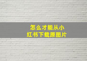 怎么才能从小红书下载原图片