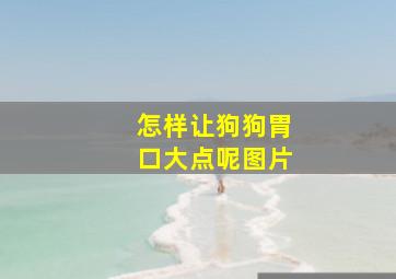 怎样让狗狗胃口大点呢图片