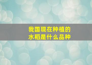 我国现在种植的水稻是什么品种