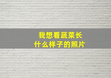 我想看蔬菜长什么样子的照片