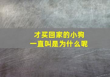 才买回家的小狗一直叫是为什么呢