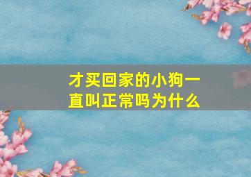 才买回家的小狗一直叫正常吗为什么