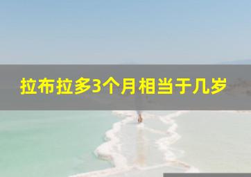 拉布拉多3个月相当于几岁