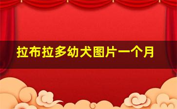 拉布拉多幼犬图片一个月