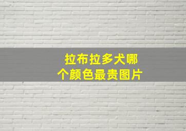 拉布拉多犬哪个颜色最贵图片