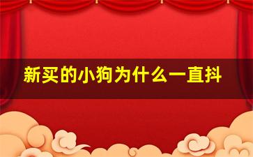 新买的小狗为什么一直抖