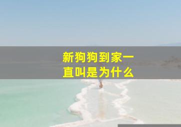 新狗狗到家一直叫是为什么