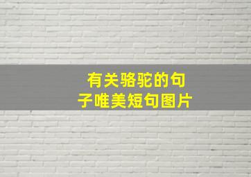 有关骆驼的句子唯美短句图片