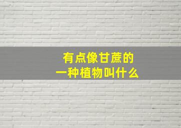 有点像甘蔗的一种植物叫什么