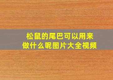 松鼠的尾巴可以用来做什么呢图片大全视频