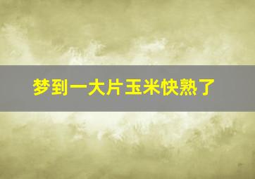 梦到一大片玉米快熟了