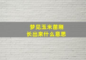 梦见玉米苗刚长出来什么意思