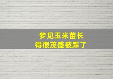 梦见玉米苗长得很茂盛被踩了