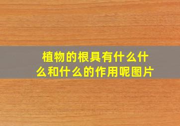 植物的根具有什么什么和什么的作用呢图片