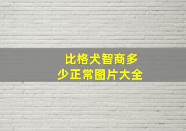 比格犬智商多少正常图片大全