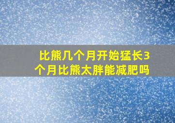 比熊几个月开始猛长3个月比熊太胖能减肥吗