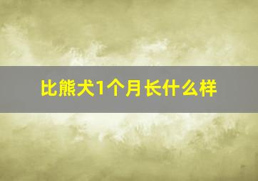 比熊犬1个月长什么样