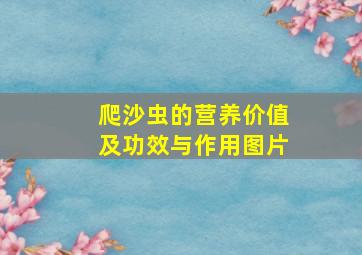 爬沙虫的营养价值及功效与作用图片