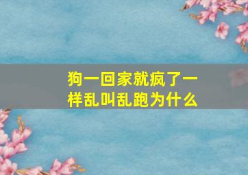 狗一回家就疯了一样乱叫乱跑为什么