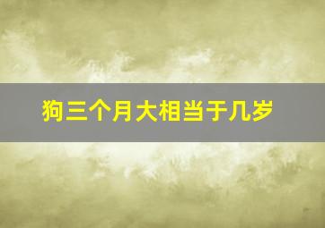 狗三个月大相当于几岁