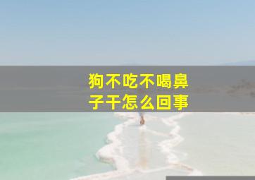 狗不吃不喝鼻子干怎么回事