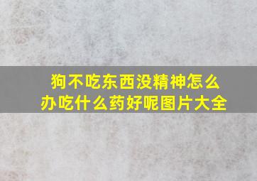 狗不吃东西没精神怎么办吃什么药好呢图片大全