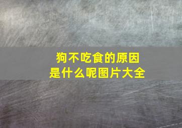 狗不吃食的原因是什么呢图片大全