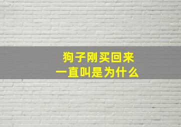 狗子刚买回来一直叫是为什么