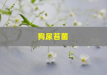 狗尿苔菌