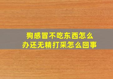 狗感冒不吃东西怎么办还无精打采怎么回事