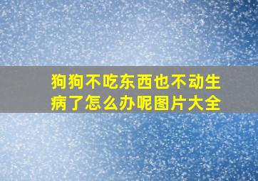 狗狗不吃东西也不动生病了怎么办呢图片大全