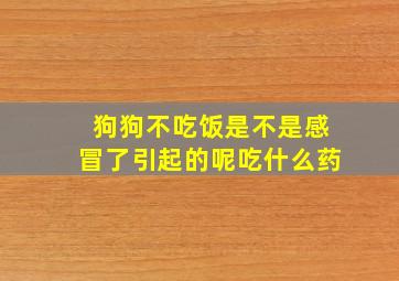 狗狗不吃饭是不是感冒了引起的呢吃什么药