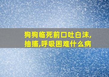 狗狗临死前口吐白沫,抽搐,呼吸困难什么病