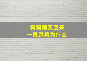 狗狗刚买回来一直趴着为什么