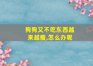 狗狗又不吃东西越来越瘦,怎么办呢