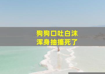 狗狗口吐白沫浑身抽搐死了