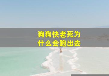 狗狗快老死为什么会跑出去