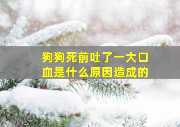 狗狗死前吐了一大口血是什么原因造成的