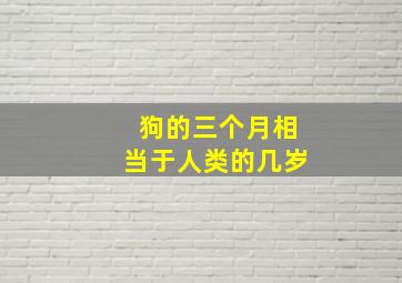 狗的三个月相当于人类的几岁