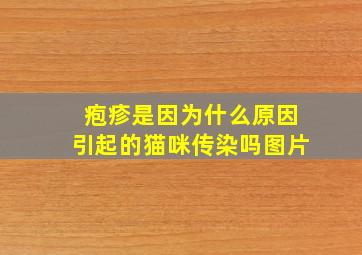 疱疹是因为什么原因引起的猫咪传染吗图片