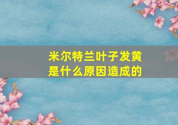 米尔特兰叶子发黄是什么原因造成的