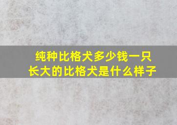 纯种比格犬多少钱一只长大的比格犬是什么样子