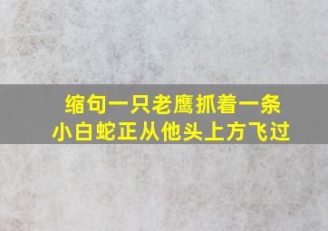 缩句一只老鹰抓着一条小白蛇正从他头上方飞过