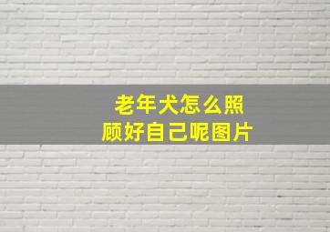 老年犬怎么照顾好自己呢图片