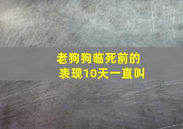 老狗狗临死前的表现10天一直叫