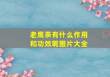 老鹰茶有什么作用和功效呢图片大全