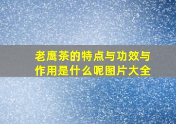 老鹰茶的特点与功效与作用是什么呢图片大全